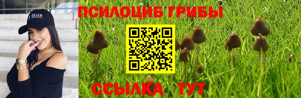 Псилоцибиновые грибы мицелий Бутурлиновка